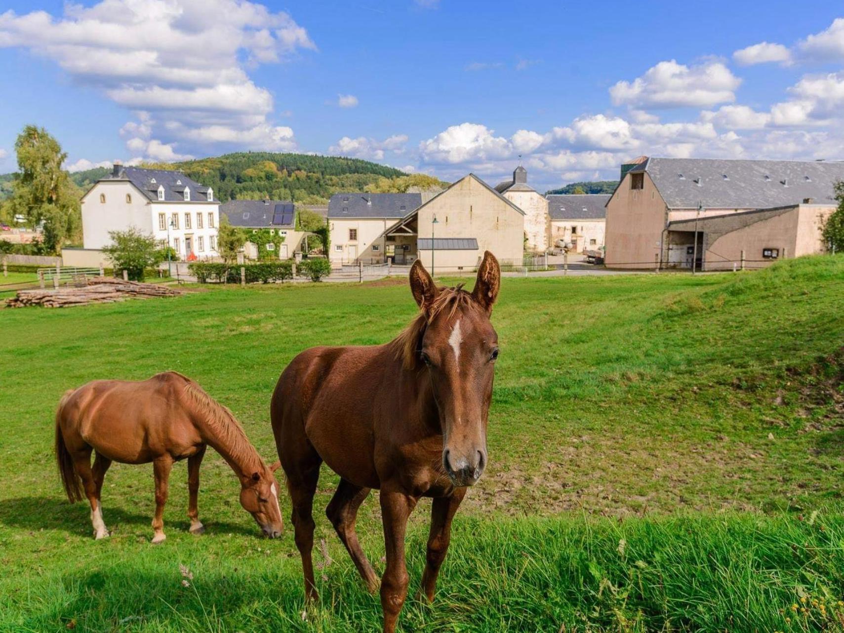 Accommodatie bij particulieren House Horse&groom *